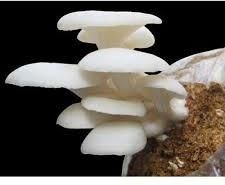 Organic Oyster Mushroom