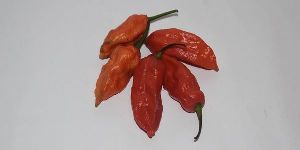 Bhut Jolokia Chilli