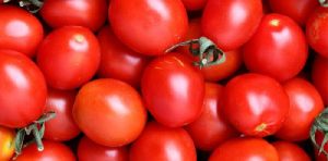 Fresh Tomato