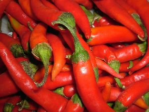 Fresh Red Chilli