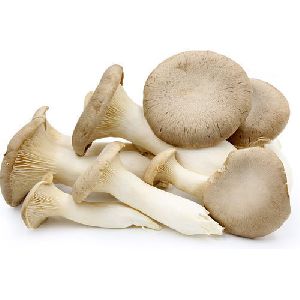 Fresh Oyster Mushroom