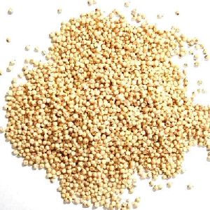 Hybrid Sorghum Seeds