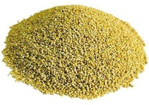 Organic Millet Seeds