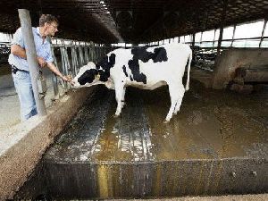 Dairy and Farm Waste Management Consultant