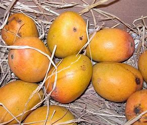Seasonable mango