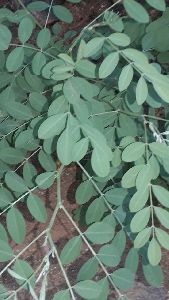 INDIGO FRESH LEAVES