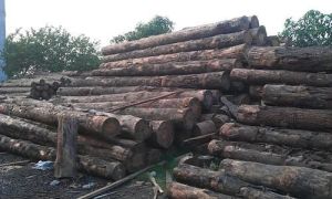 Pine Wood Logs