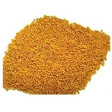 Yellow Mustard Seed