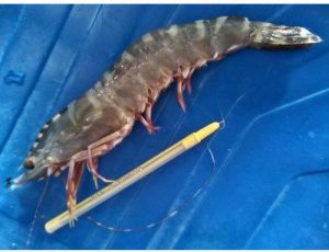 tiger prawn fish