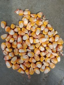 Maize