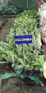 Aglonema Indoor Plants