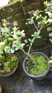 Assam Lemon Cutting Plant\'s