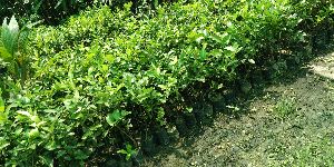 Assam Lemon Cutting Plant's