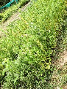 Assam Lemon Seedlings