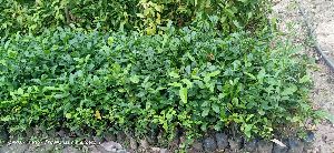Assam Lemon Seedlings