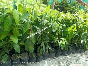 Avocado Grafted Plant