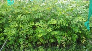 Bogipoma  Plants