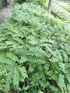 Cassia Javanica Plant