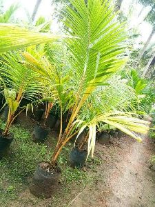 Dwarf Coconut Coconut Plant