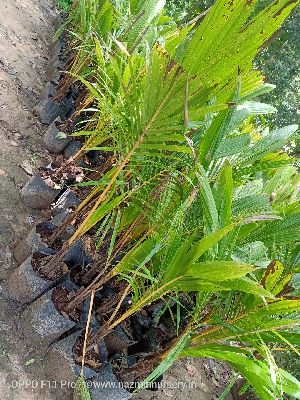 Dwarf Coconut Plant's