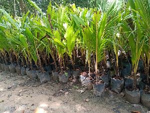 Dwarf Coconut Plant's