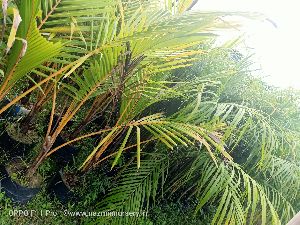 Dwarf Coconut Plant's