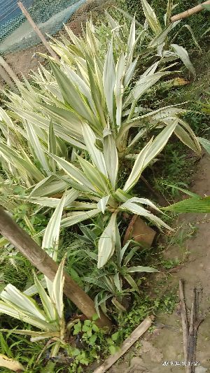 Farkeria Plant