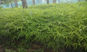 Hamiltonii Bamboo  Plants