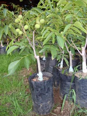 Juglans Regia [Akhrot] Plants