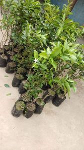 Mosambi Grafted Plant\'s