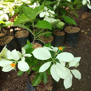 Mussaenda Plant's