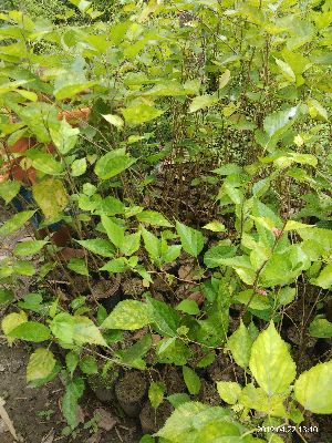 Mulberry Plants