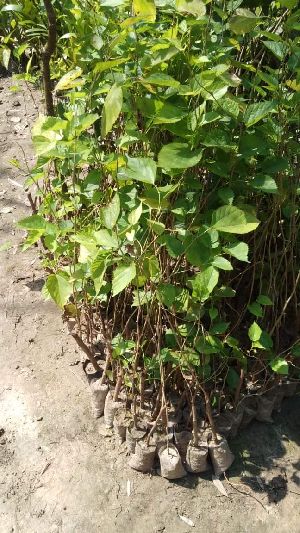 Mulberry Plants