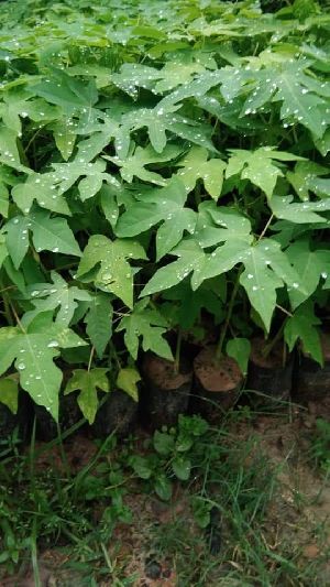 Papaya Hybrid Plant