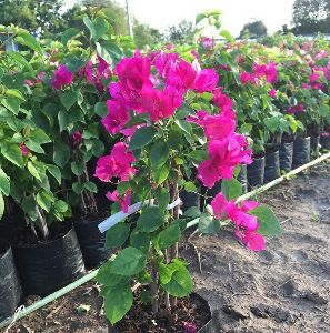 Pink Bougainvillea Plant