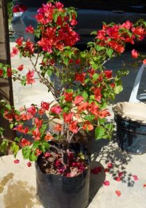 Red Bougainvillea Plant