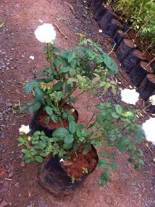 Rose White Plant