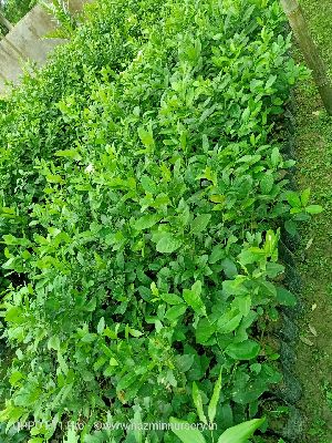 Round Lemon Cutting Plant's