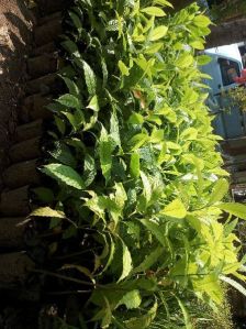 Rudhrakshs Plants
