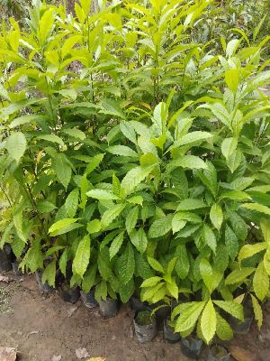 Rudhrakshs Plants
