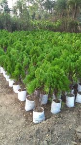 Tuja Pine Plants