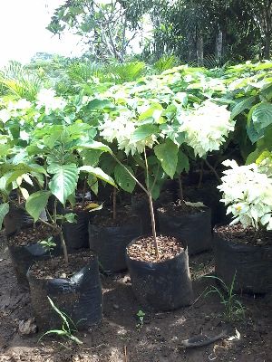 Mussaenda Plant's