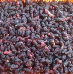 Frozen Mulberry Fruit