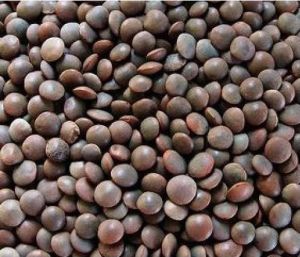 Black Masoor Dal