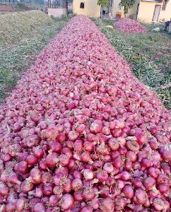 Pink Onion