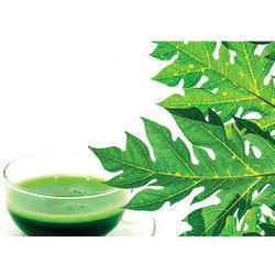 Papaya Leaf Extract