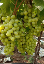 Seedless Grapes