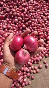 Indian Fresh Onion