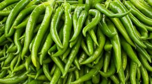 Fresh Natural Green Chilli