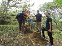 tree plantation services